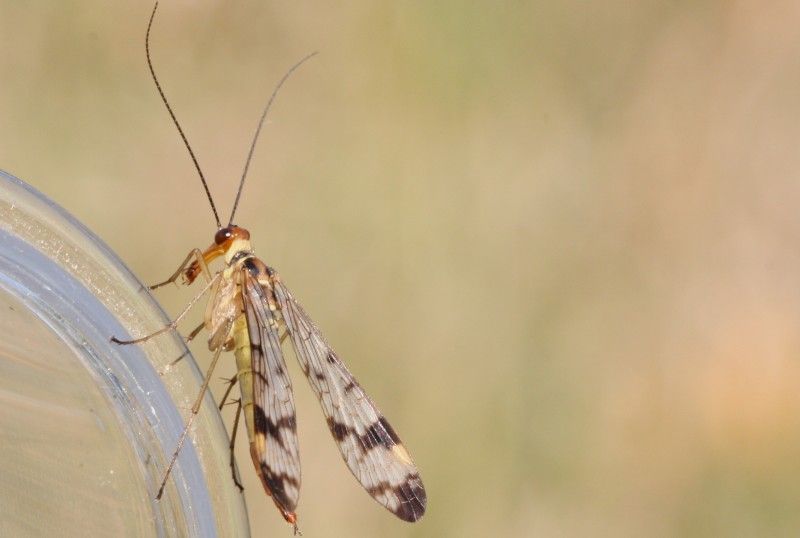 Panorpa gr. cognata, maschio e femmina